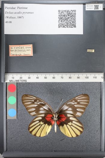 Media type: image;   Entomology 130277